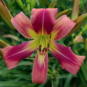 Mystic Horseman Daylily